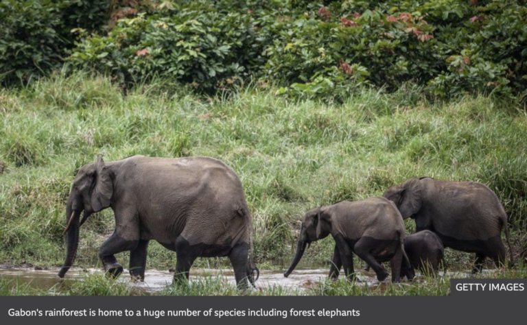 Gabon is first African country paid to protect its rainforest