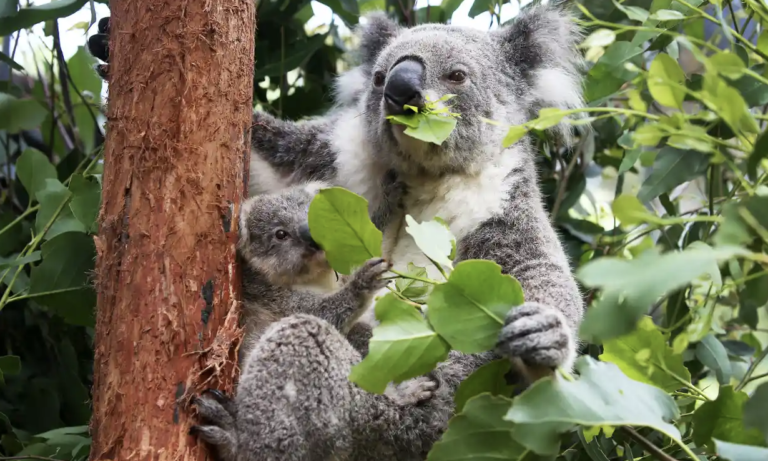 Biodiversity loss is a risk to the global financial system