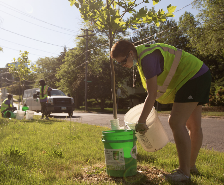 What Technology Could Reduce Heat Deaths? Trees.