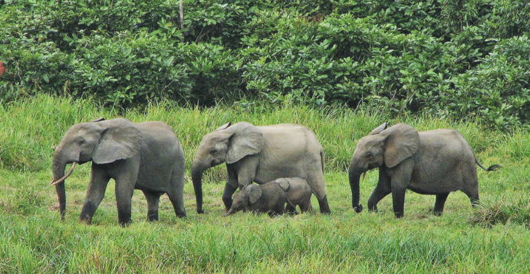 Gabon becomes first African country to get paid for protecting its forests