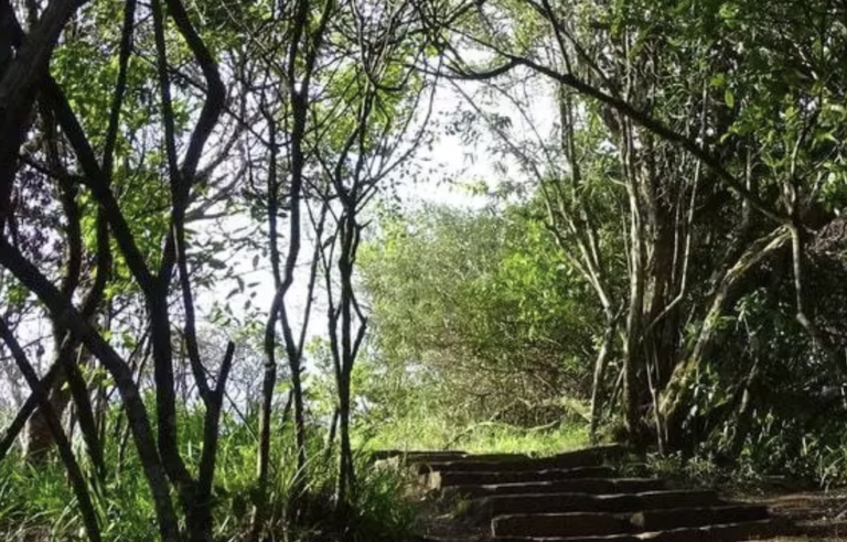 African Rainforests Slow Climate Change Despite Record Heat and Droughts