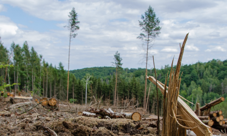 Protecting forests and changing agricultural practices are essential, cost-effective actions to prevent pandemics