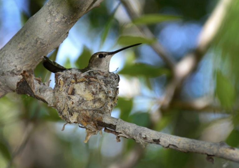 Let’s Talk About The Extra Benefits Of Conserving Nature