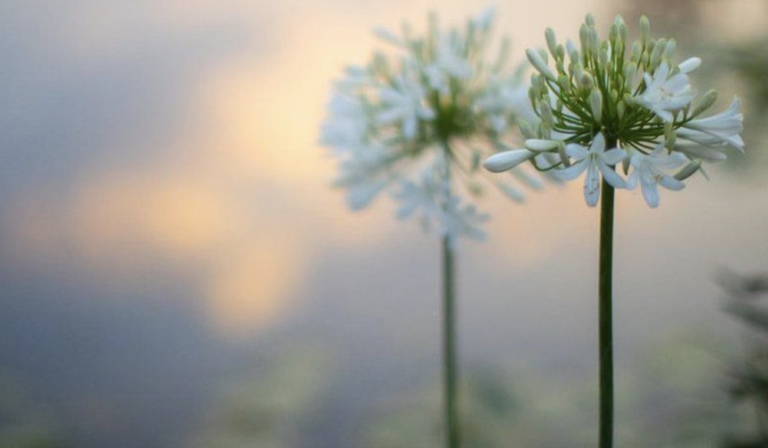 Nature Crisis: Talks Resume on Global Plan to Protect Biodiversity