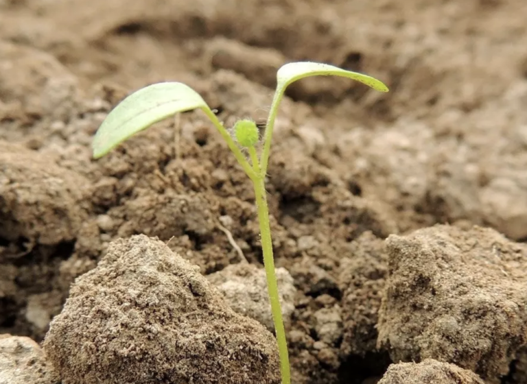 The Organization Planting Millions of Trees in Old Coal Mines