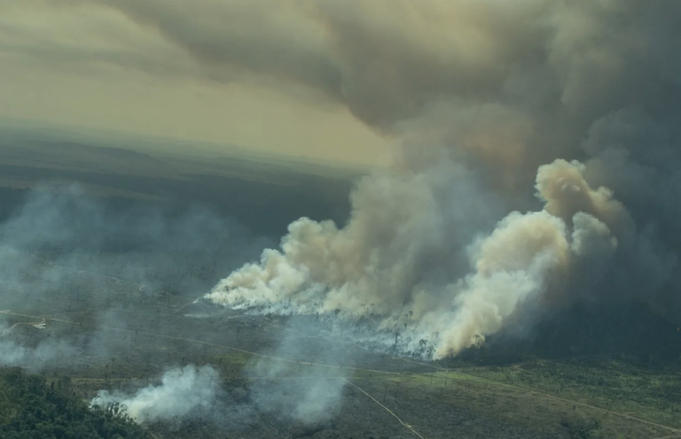 Fires in the Amazon are out of control. Again.