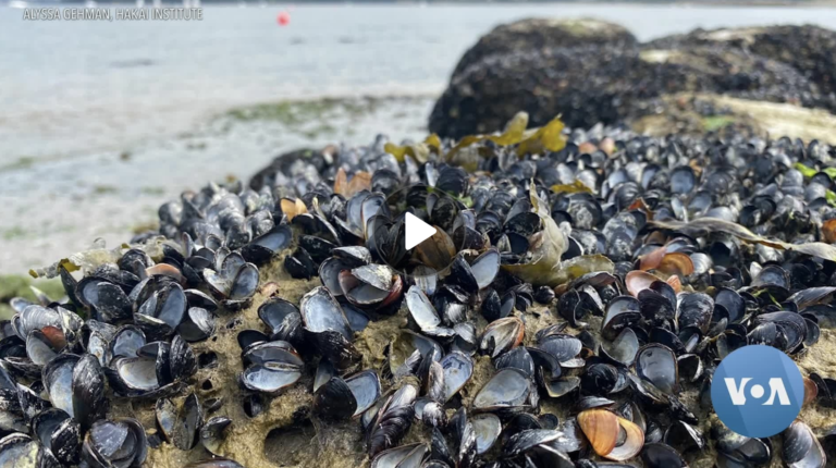 Evil Twin of Climate Change, and How to Stop It