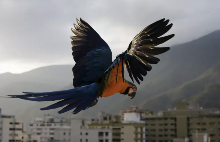 Animals are changing their body shapes to cope with climate change