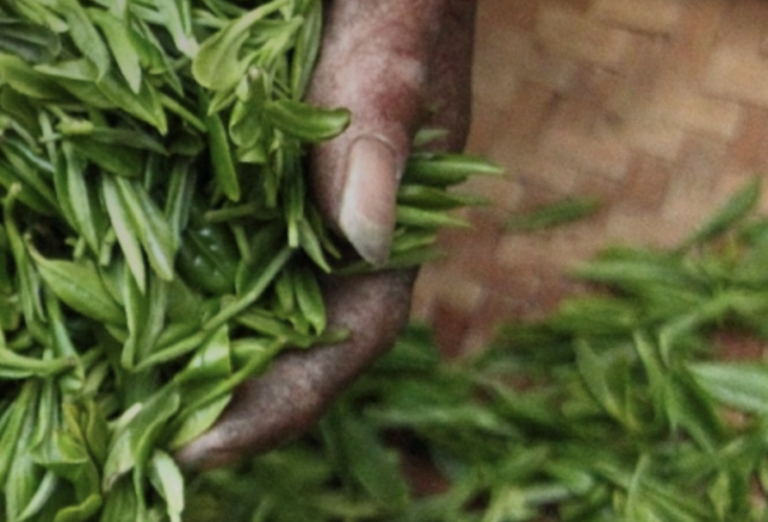 UN report calls for repurposing of USD 470 billion of agricultural support that distorts prices, environment and social goals