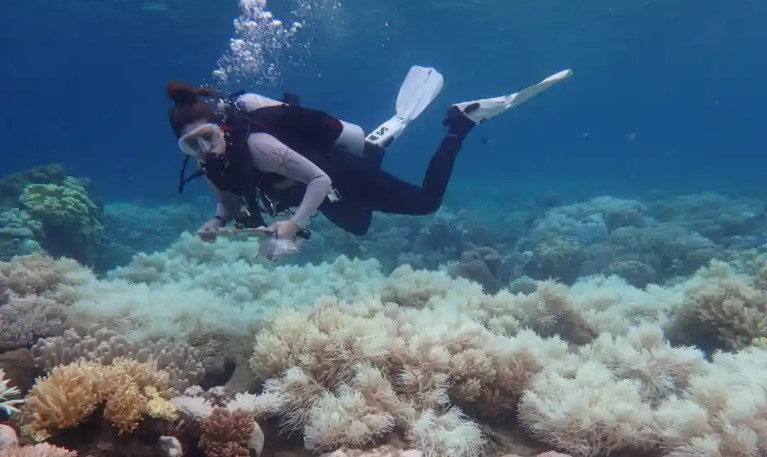 More Australians than ever are worried about the climate crisis, annual survey suggests