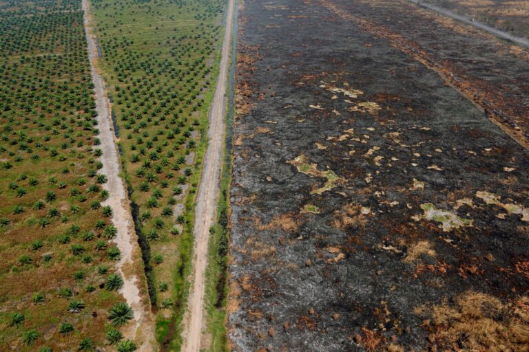 Global Leaders Pledge to End Deforestation by 2030