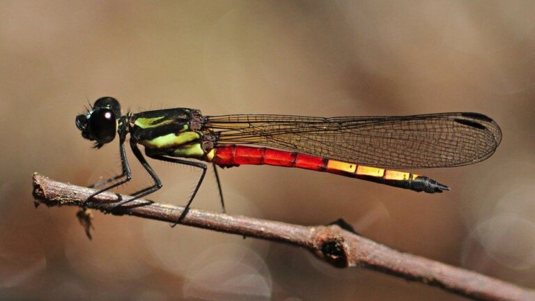 Dragonflies and damselflies disappearing as wetlands are lost