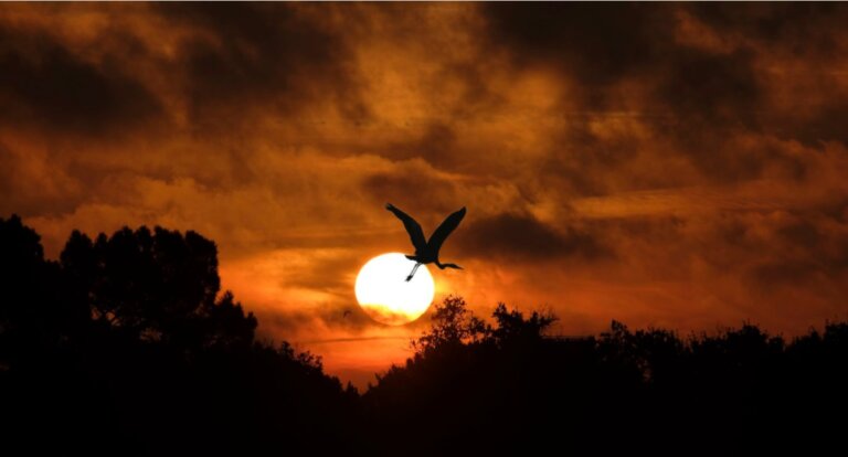 The Win-Wins of Climate and Biodiversity Solutions