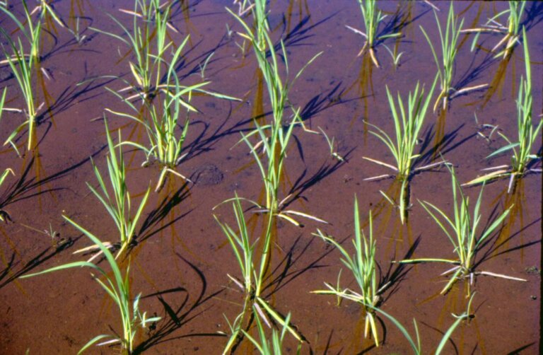 Indian agriculture: The route post-CoP 26