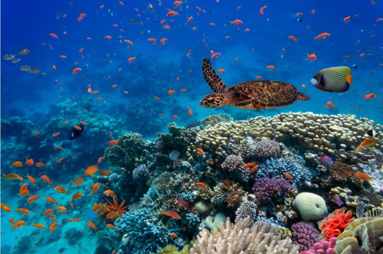 Biodiversity loss – the next big challenge for investors