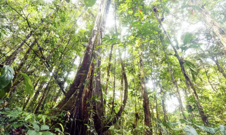 Pronounced loss of Amazon rainforest resilience since the early 2000s