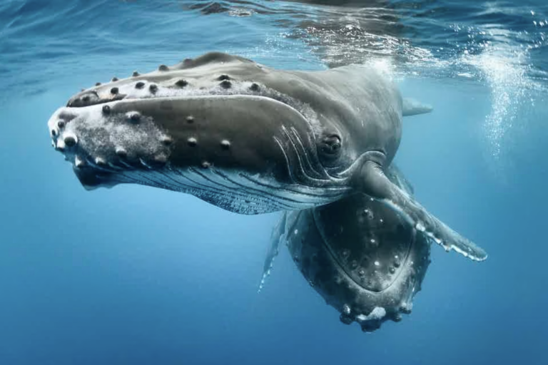 Whale migrations: how new UN treaty aims to protect species on the high seas