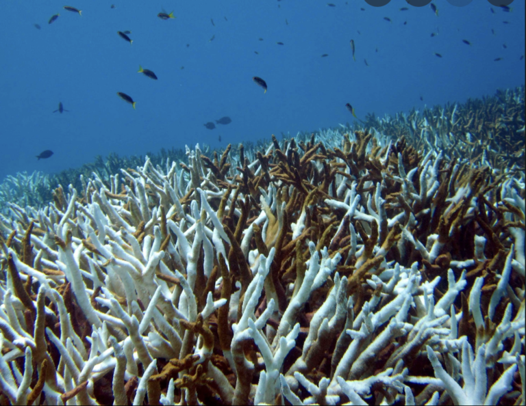 Finance for Biodiversity: Nature loss will take a heavy toll on sovereign borrowers