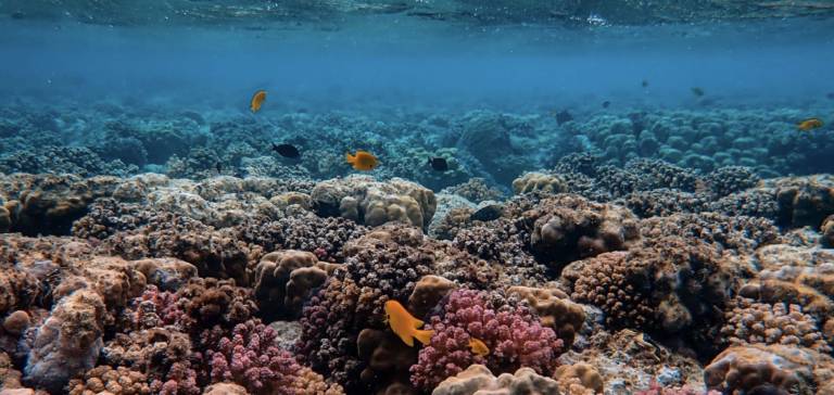 Forecasting Climate Sanctuaries for Securing the Future of Coral Reefs