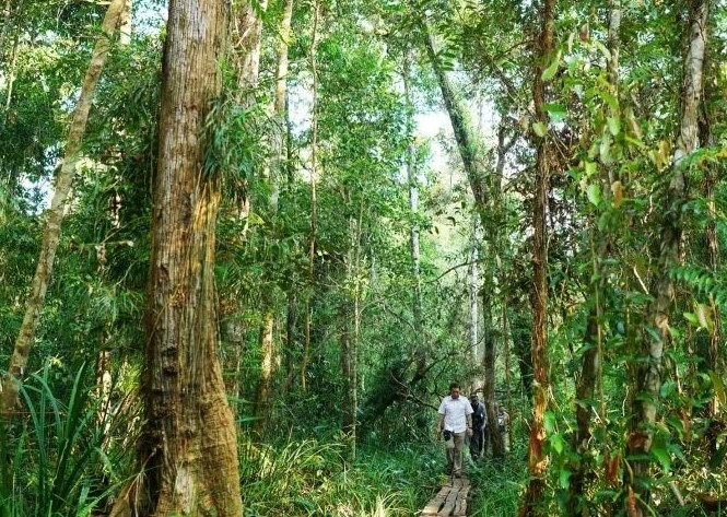 How voluntary carbon markets can help Indonesia meet its climate goals