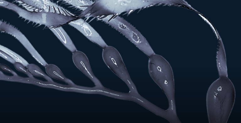 Blue carbon: The potential of coastal and oceanic climate action