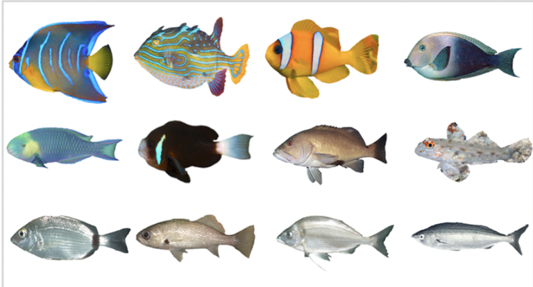 The aesthetic value of reef fishes is globally mismatched to their conservation priorities