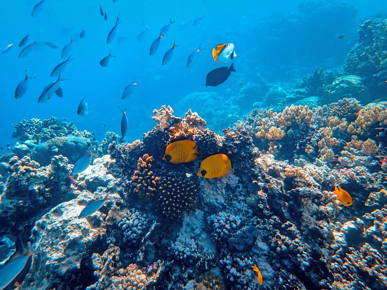 State of the Reef Address 2023: Urgent Need for Action to Protect Coral  Reefs - Coral Reef Alliance