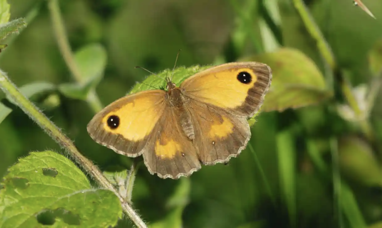 Nature-friendly Farming Does Not Reduce Productivity, Study Finds