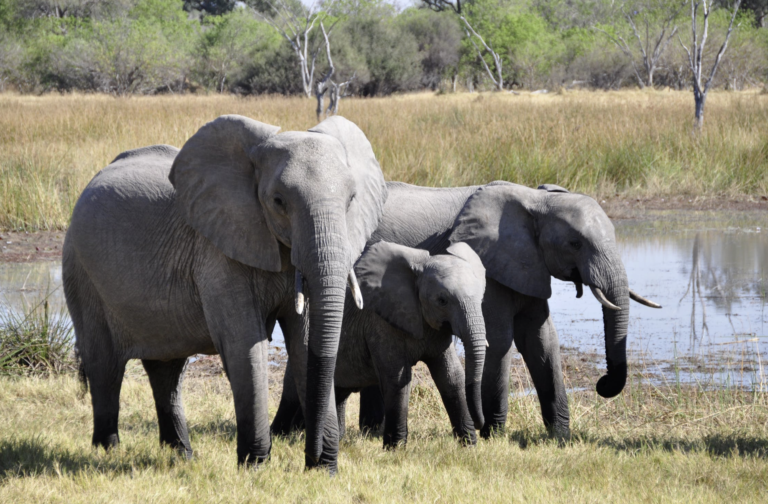 Climate Change is Killing More Elephants Than Poaching, Kenyan Officials Say