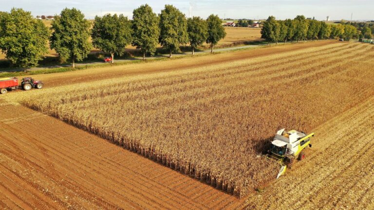 Drought-diminished French Maize Harvest at Halfway Stage