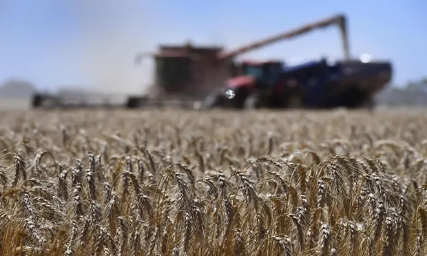 Australian Wheat Yields Plummet After Decades of Global Heating, Study Finds
