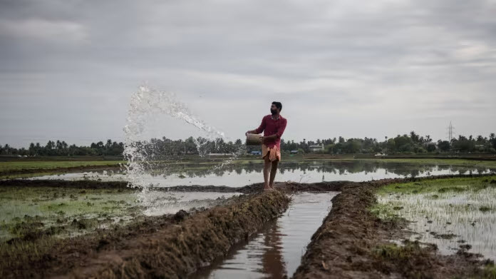 India’s Rice Farmers Find Themselves on Front Line of Water Crisis