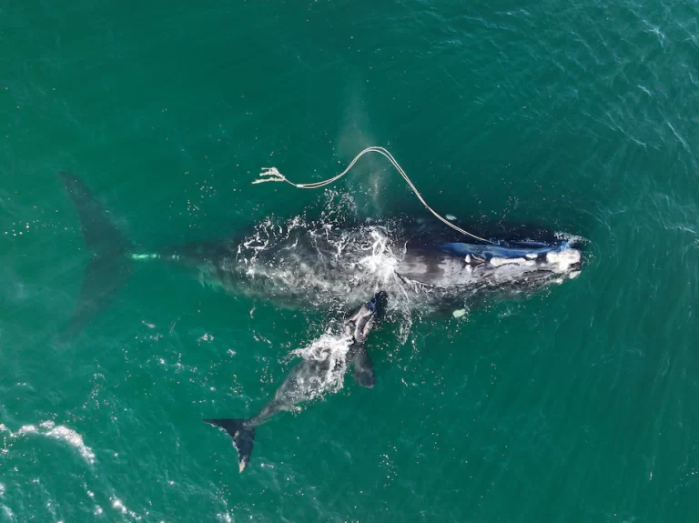 North Atlantic Right Whale Population Drops to About 340, Worrying Scientists