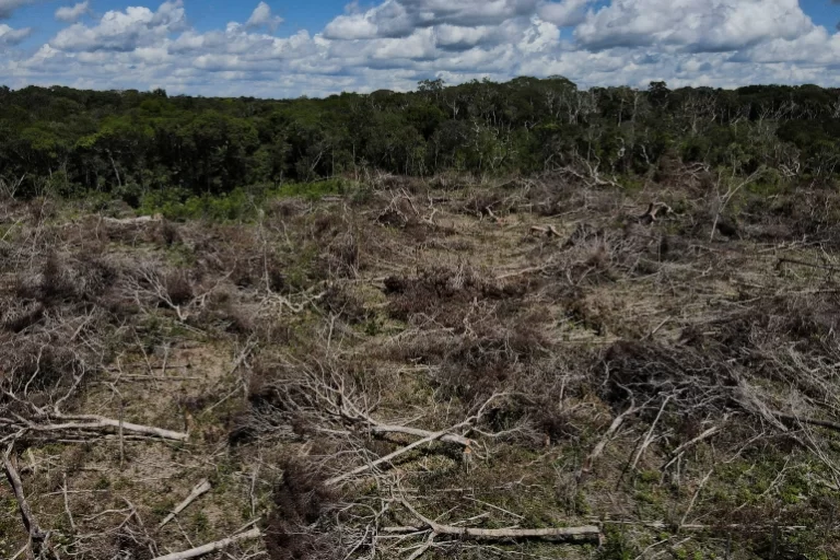 Brazil: Amazon Deforestation Reaches New High Before Gov’t Change
