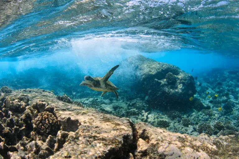 In A First, Nonprofit Buys Insurance For Hawaii’s Threatened Coral Reefs