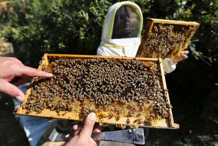 Gaza Beekeepers Who Survived Blockade Struggle With Unstable Climate