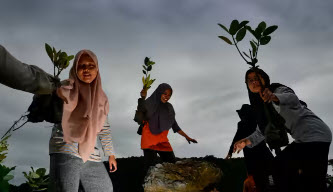 Tree-planting and Land Pledges Would Need Area Bigger Than US, Report Estimates