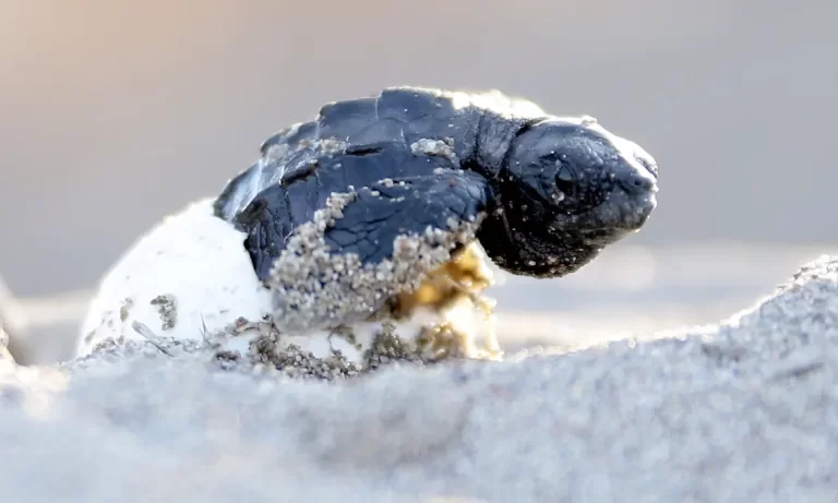 ‘We Need a Breakthrough Deal on Biodiversity’: Can Montreal Summit Deliver for Nature?