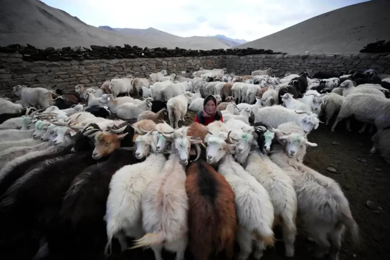 Ladakh Herders Struggle on the Frontier of Climate Crisis