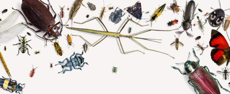 The Collapse Of Insects