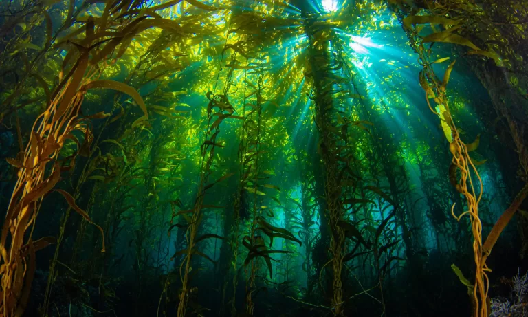 The Hidden Underwater Forests That Could Help Tackle The Climate Crisis