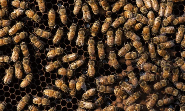 US Government Approves Use Of World’s First Vaccine For Honeybees