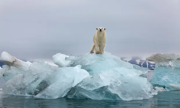 Alarming Levels of PFAS In Norwegian Arctic Ice Pose New Risk To Wildlife