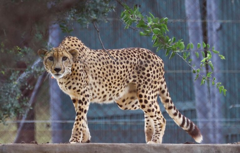 South African cheetahs begin journey to new home in India
