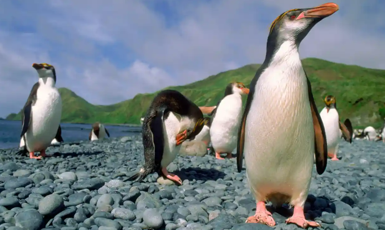 Australia to make area the size of Germany a marine park in Southern Ocean