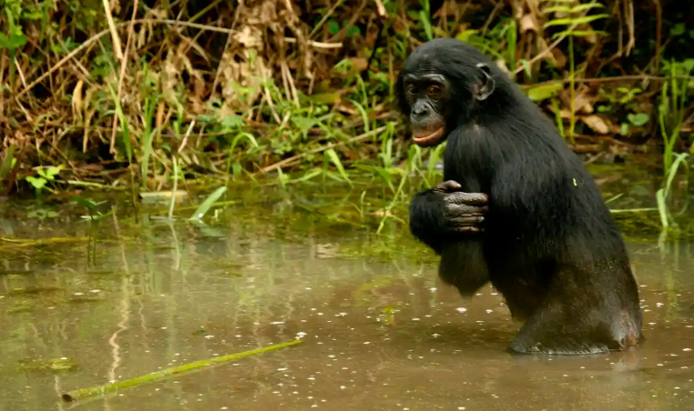 Overconsumption by the rich must be tackled, says acting UN biodiversity chief