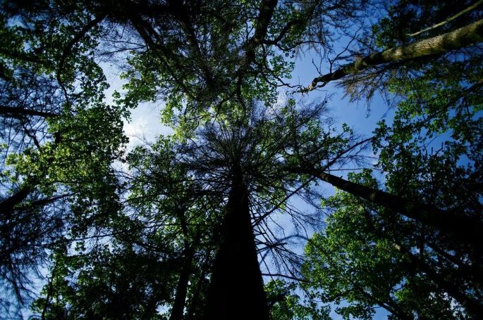 EU Lawmakers Approve CO2-Cutting Targets And Expanding Forest Carbon Sinks