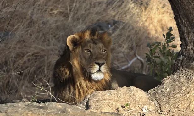 Indian State To Open New Asiatic Lion Sanctuary As Numbers Soar