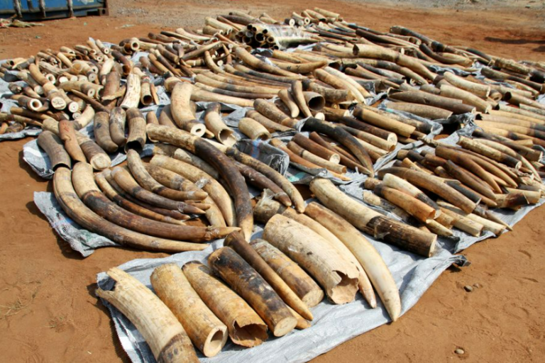 Vietnam seizes 7 tonnes ivory in largest wildlife smuggling case in years