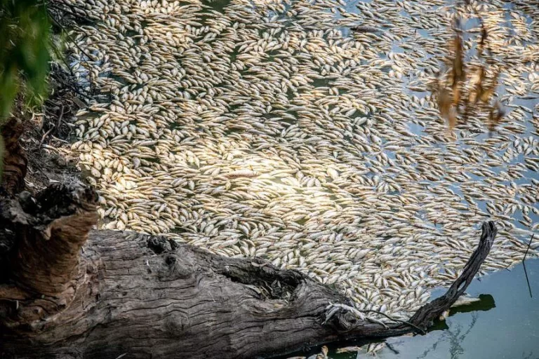 Residents call for clean-up after mass fish death in Australia